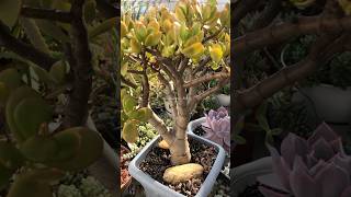 shorts  Crassula Ovata Jade [upl. by Pleione]