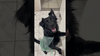 Look de chuva ☔️ última tendência doguinhofeliz pets shortvideo humor [upl. by Edda]