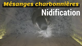 Mésanges charbonnières  NIDIFICATION [upl. by Birmingham]