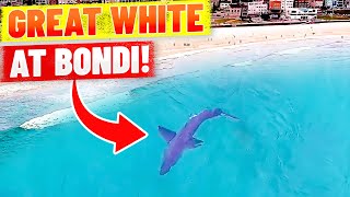 Great White Shark at Bondi Beach  Spotted by Drone [upl. by Kneeland879]