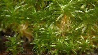 Physcomitrella patens  Wikipedia audio article [upl. by Tisbe85]