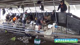 PERKINZ Four stand crutching system in action [upl. by Sina]