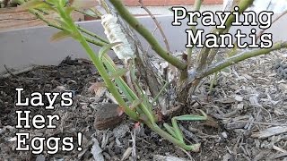 Carolina Praying Mantis Laying Egg Case Ootheca [upl. by Ulrike]