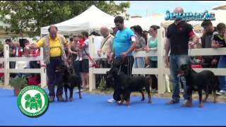 CLASE JOVENES HEMBRAS  Rottweilers [upl. by Adiasteb]