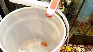 Experience How I Drip Acclimate New Fish For My Reef Tank [upl. by Ahseile]