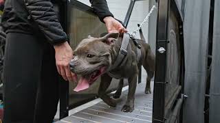 Staffordshire Bull Terrier  MANDO on treadmill [upl. by Deron]