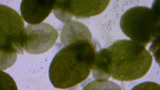 Duckweed macro time lapse [upl. by Darin]