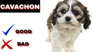 Cavachon Pros And Cons  The Good And The Bad [upl. by Ardnoed]