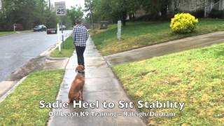 5yo Vizsla quotSadiequot Before and After Video  Amazing Vizsla dog training Raleigh Durham [upl. by Domini]