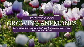 GROWING ANEMONES How to Grow Anemone Coronaria from Start to Finish  Cut Flower Farm  Gardening [upl. by Rutger]