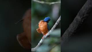 wildlife photography  common kingfisher  Ceylon nature wildlifephotography wildlife short [upl. by Aihseuqal337]