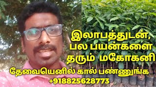 Mahogany tree farming tamil LakshsamTrees [upl. by Bryn]