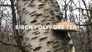 How to Brew Birch Polypore Tea [upl. by Zulch]