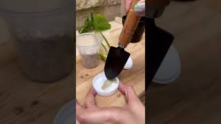 How To Grow Plant Using Rooting HormonePowder at Home shorts [upl. by Hamas]