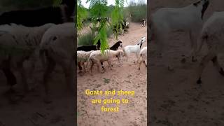 Goats and sheep are going to Forest [upl. by Aizatsana]