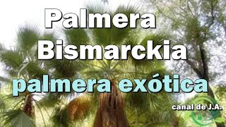 Palmera Bismarckia es una palmera exótica adecuada para climas templados [upl. by Battat902]