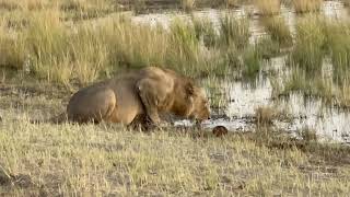 Chobe Game Lodge [upl. by Ogu286]