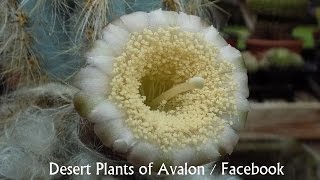 My Pilosocereus pachycladus Cactus with a beautiful flower Sept 2015 [upl. by Gerald]