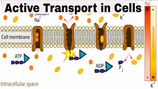 Active transport in cells [upl. by Htinek155]