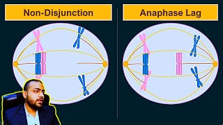 Anapahse Lag  Difference between Anaphase Lag and NonDisjunction Animated [upl. by Xylia]