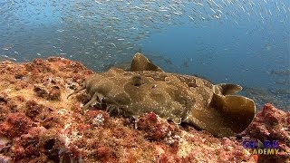 Wobbegong Sharks  SHARK ACADEMY [upl. by Dhaf743]