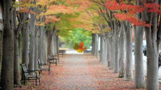 Color Play Princeton in Fall [upl. by Atnes]