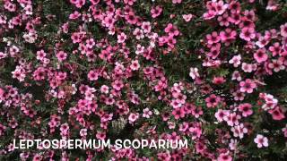 Leptospermum scoparium Garden Center online Costa Brava  Girona [upl. by Suilienroc357]