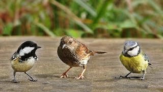 Sons doiseaux de la forêt [upl. by Grounds]