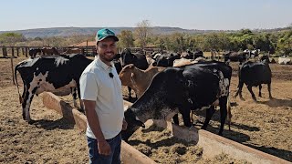 ELE CRIA VACAS DE 70 LITROS DE LEITE POUCAS VACAS COM GRANDE RESULTADO [upl. by Nanci688]