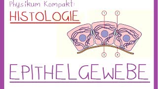 Histologie1 EPITHELGEWEBE [upl. by Hsihsa]