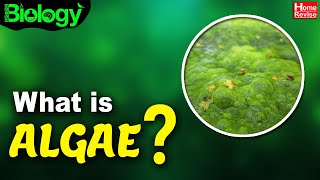 What Is Algae  Types of Algae  Biology  Home Revise [upl. by Krahmer]