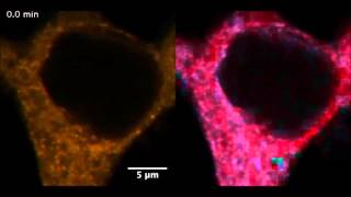 Raster image crosscorrelation analysis for spatiotemporal visualization of intracellular [upl. by Tammany]