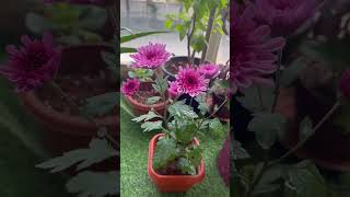 Hydrangea and chrysanthemums are blooming in my balcony [upl. by Eilac]