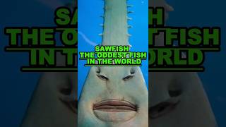 Sawfish  The Oddest Fish In The World [upl. by Anileh]