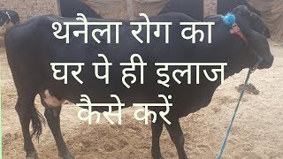 गायभैंस में थनैला रोग का घर पे ही इलाज कैसे करें  How to cure the mastitis in cowbuffalo at home [upl. by Lednik878]