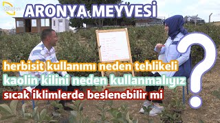 quotSüper Meyvequot Aronya Yetiştiriciliğinde Püf Noktalar  Toprak Bacı [upl. by Bascio755]