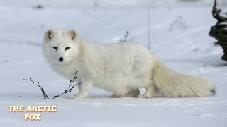 THE ARCTIC FOX [upl. by Halstead30]