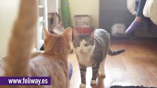 Pelea de gatos Mi gato no acepta al nuevo gatito en casa Descubre cómo ayudarles con FELIWAY [upl. by Anilrac613]