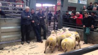 Sheep Auction in Ireland [upl. by Behre]