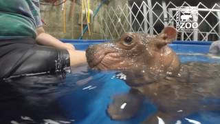 Premature Baby Hippo Fiona is 4 Months Old  Cincinnati Zoo [upl. by Emmuela555]