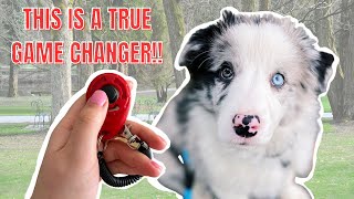 HOW and WHY You Can Train LITERALLY ANYTHING With Clicker Training — Clicker Training 101 [upl. by Francois]