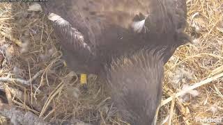 Southwest Florida Eagle Cam 01032024 1016 [upl. by Zasuwa]