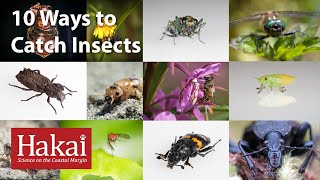 10 Ways to Catch Insects [upl. by Aihsiyt]