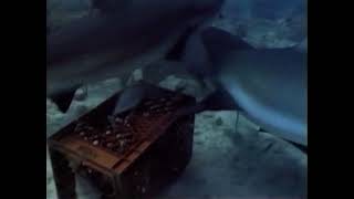 Clip from Shark Documentary 1990s [upl. by Riesman]