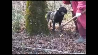 Truffle hunt in Croatia Istria [upl. by Nwahsuq]