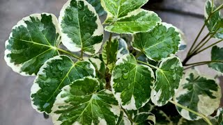 Aralia  Best Ornamental Perennial plantCare [upl. by Emrich]