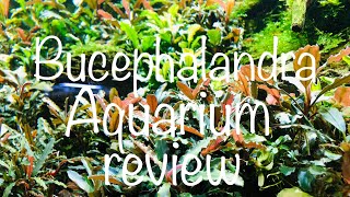 Bucephalandra Aquarium filterlos Review [upl. by Asiaj181]