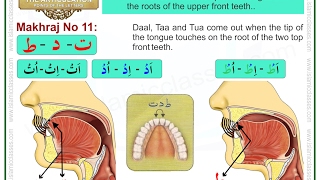 Makhraj No 1117  Makhraj of Taa Daal and Tua  Articulation Points of Arabic Alphabet Letters [upl. by Faline991]