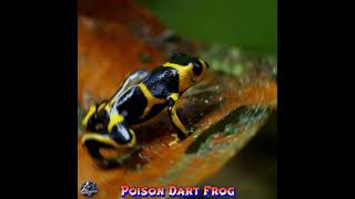 The poison dart frog Amazing [upl. by Watkin]