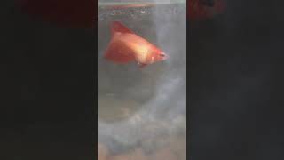 Free Fish For Top 10 comments 😉❤️  location Chennai only  bettafish breeding shorts reels [upl. by Copp]